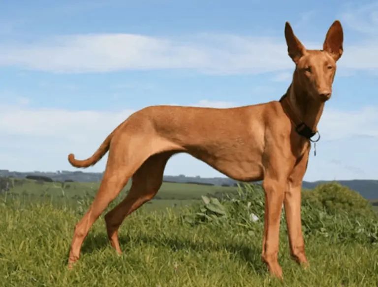 Egyptische faraohond in een open grasveld