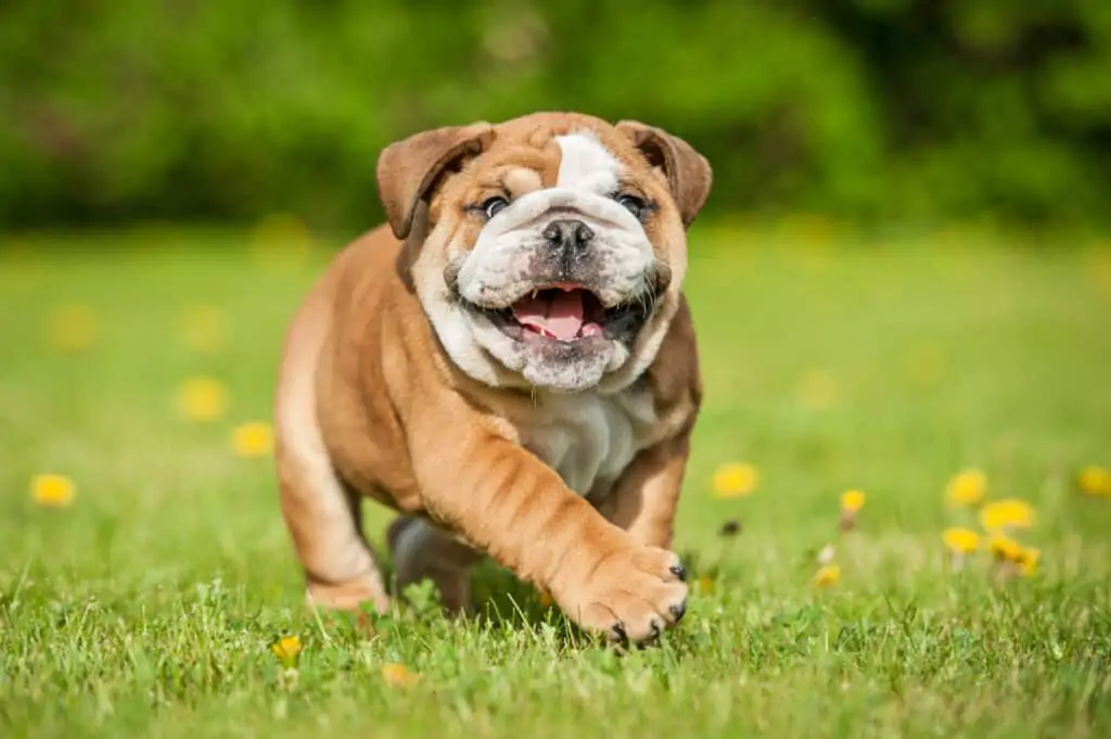 Rustige Engelse bulldog hond loopt door gras