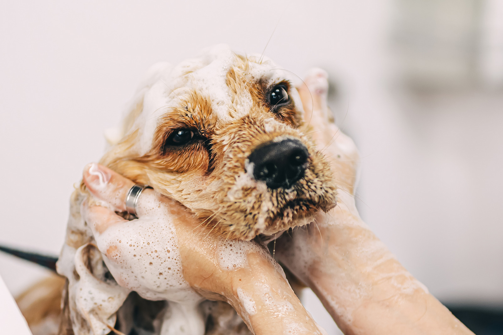 Kleine blonde Engelse cockerspaniel hond wordt gewassen door handen met shampoo