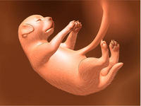 Witte chihuahua in zwangerschap ligt op grijze dekens||Week 1 zwangerschap chihuahua eicellen gaan naar baarmoeder|Week 2 zwangerschap chihuahua: eicellen nestelen zich in baarmoeder|Week 4: ogen