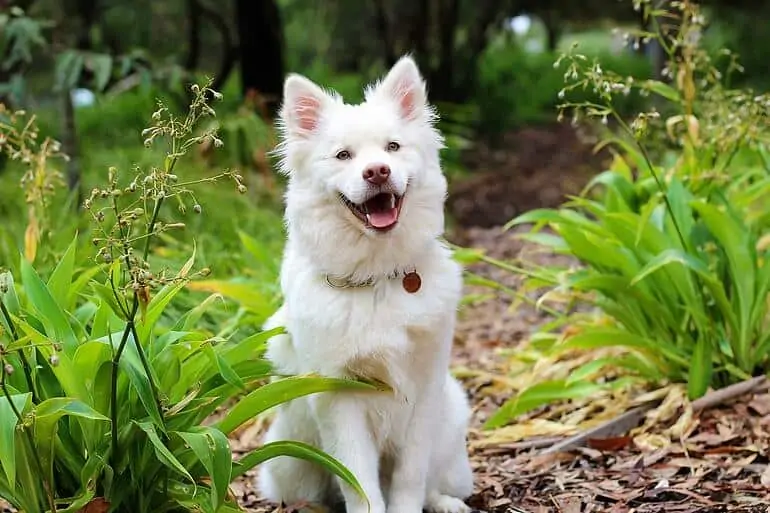 gelukkige hond in het bos