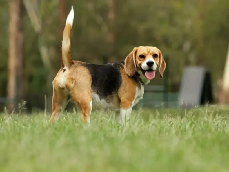 kromme staart van hond|dalmatiër met horizontale staart|hond op straat met staart tussen de benen|afghaanse windhond met neutrale staarthouding|hond in gras met hoge staart