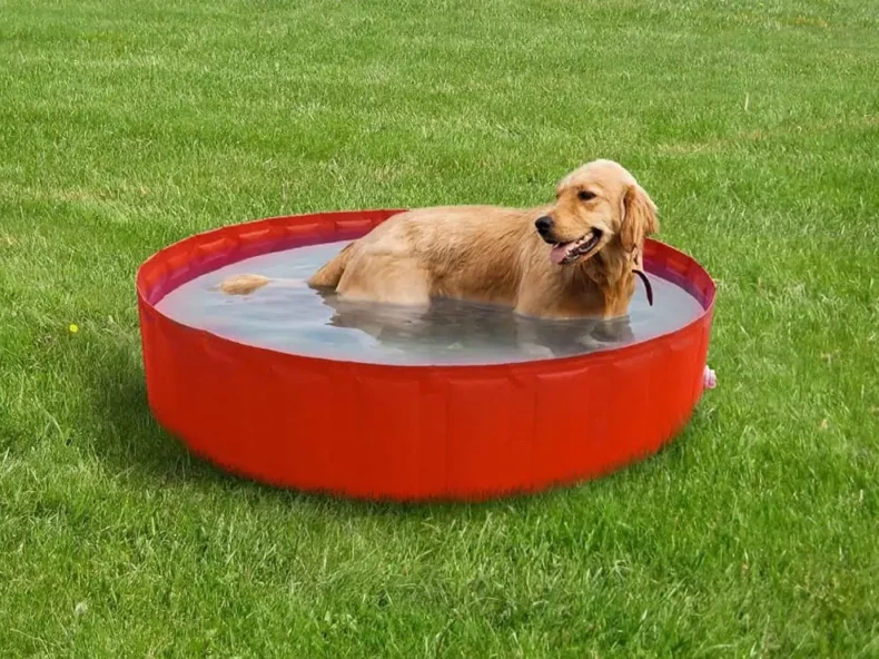 oververhitte hond krijgt een watersproeier over hem|hond in bad in de tuin