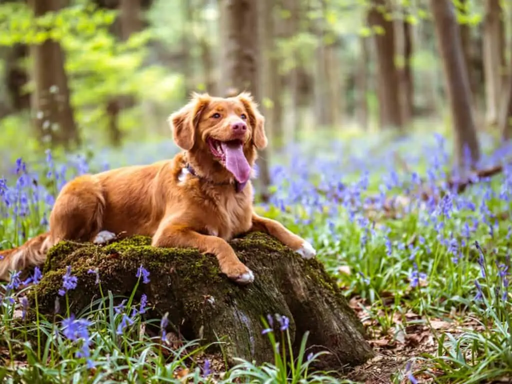 gelukkige hond in een bos