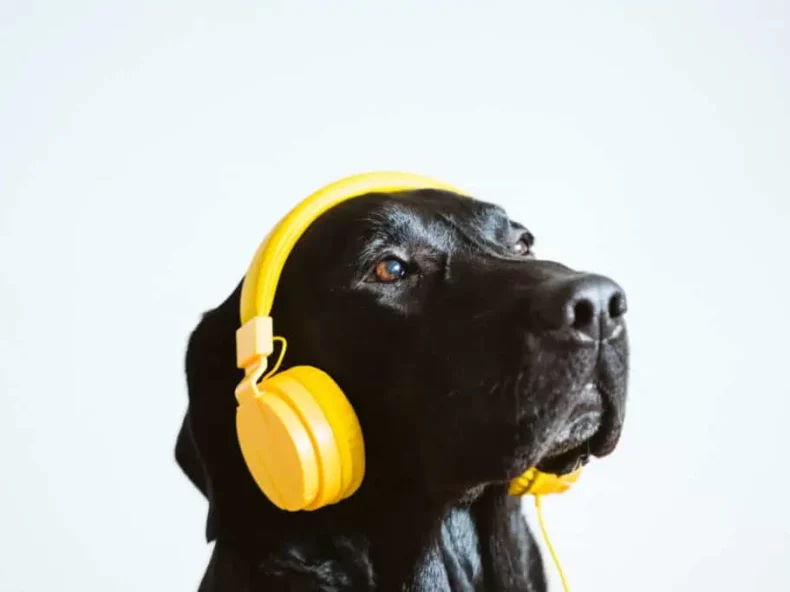 Hond met bril|Hond met een koptelefoon op zijn kop