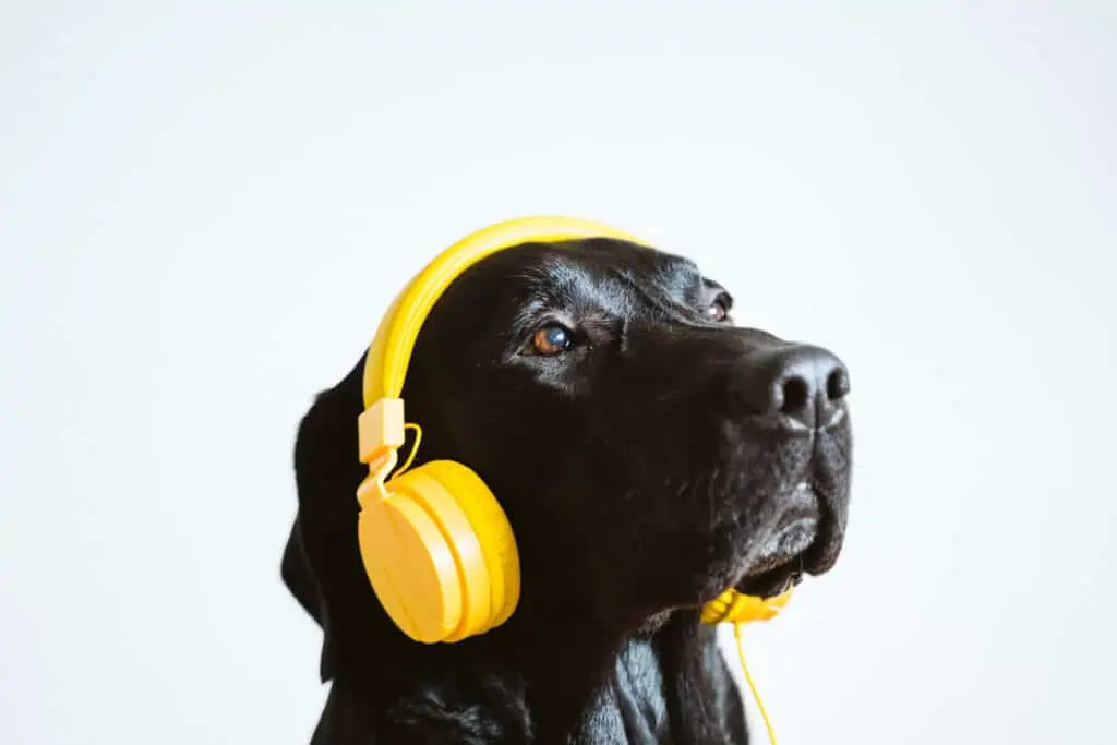 Hond met bril|Hond met een koptelefoon op zijn kop