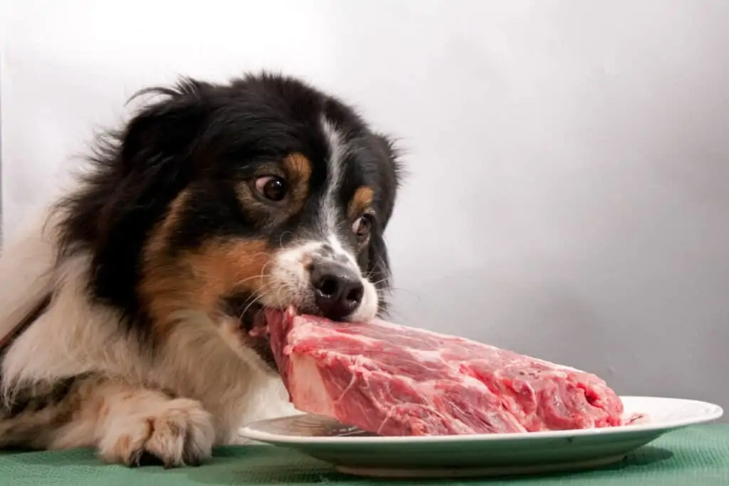 hond neemt rauw vlees van een bord