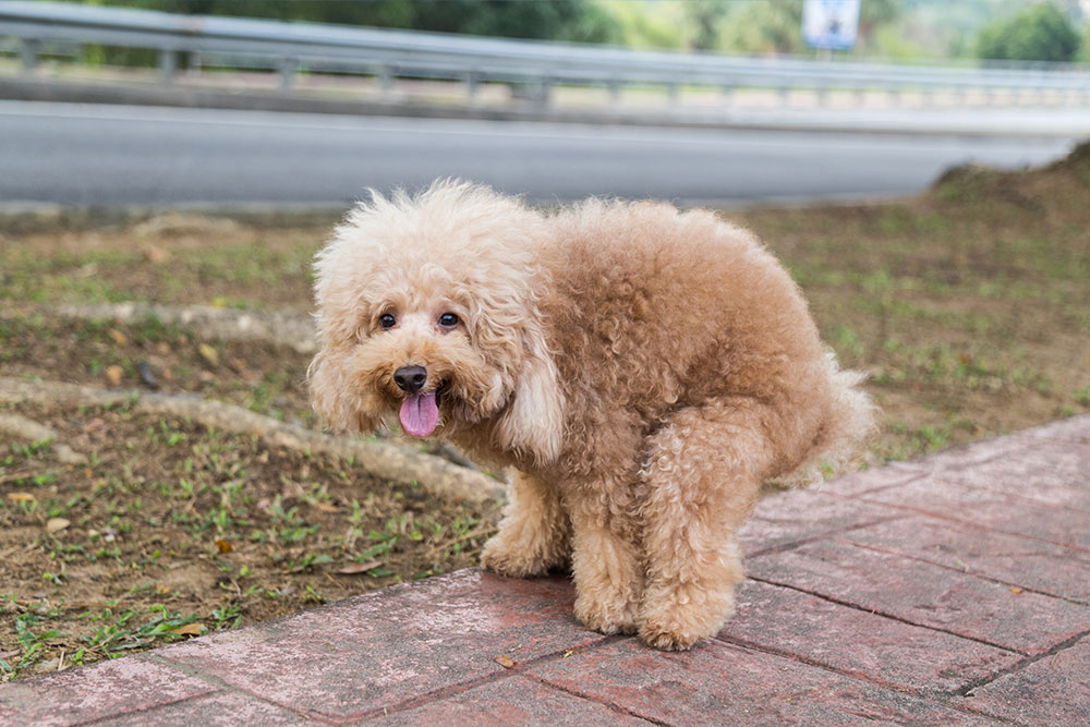 Toy poodle zijn stoelgang is perfect doordat zijn immuunsysteem in balans is