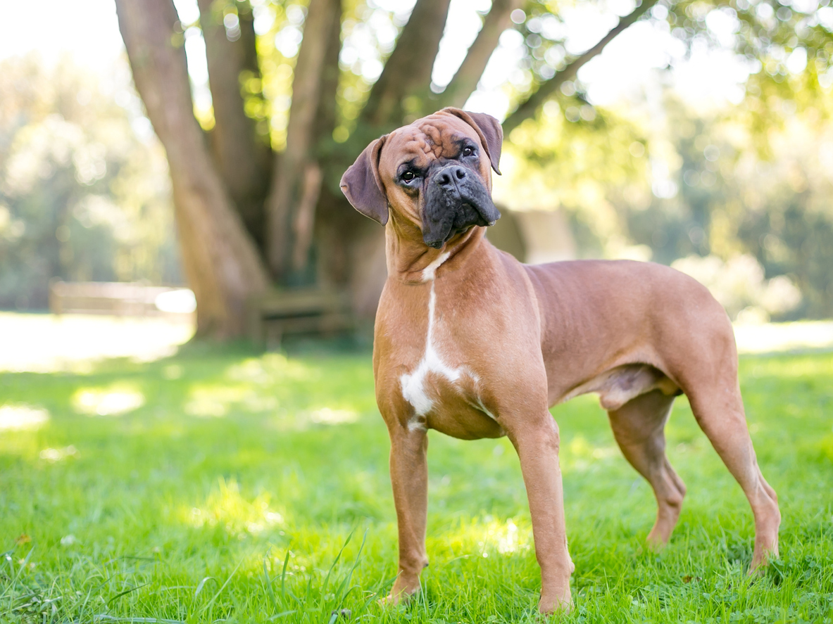 Een boxer hond die in het gras staat