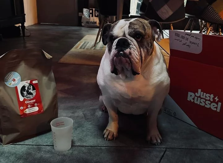 review franse bulldog