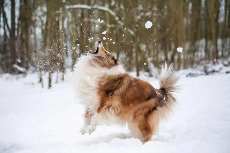 hond speelt in de sneeuw|hondenwandeling in de sneeuw