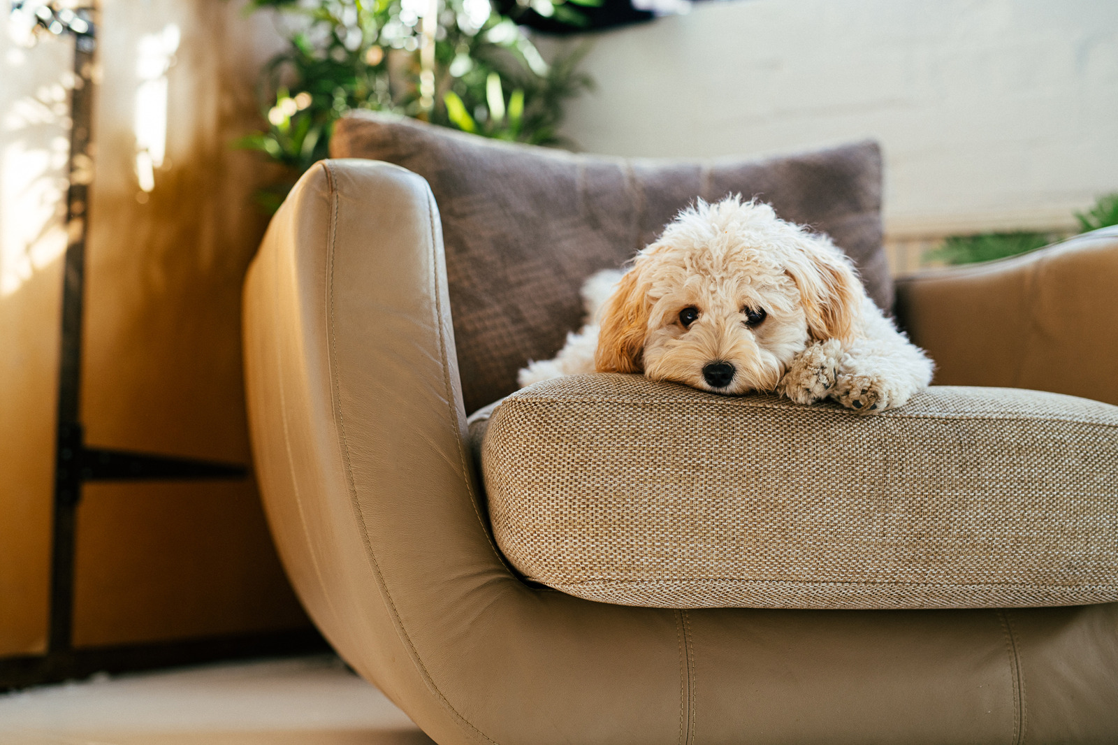 klein wit geconstipeerd hondje ligt zielig op beige fauteuil