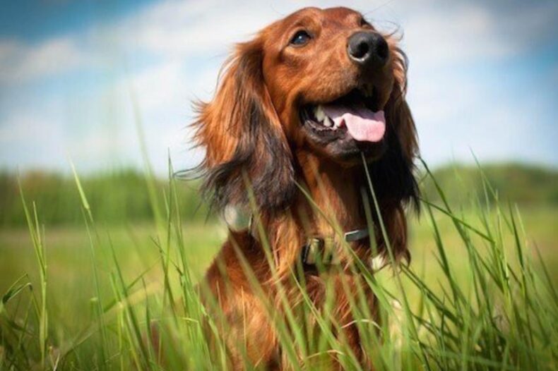 Hond die voldoende Omega 3 binnenkrijgt