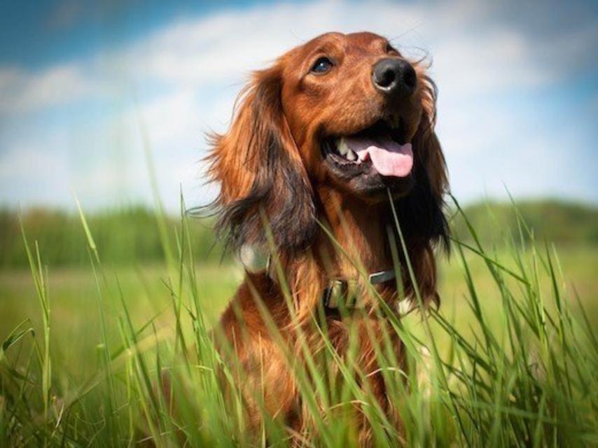 Hond die voldoende Omega 3 binnenkrijgt