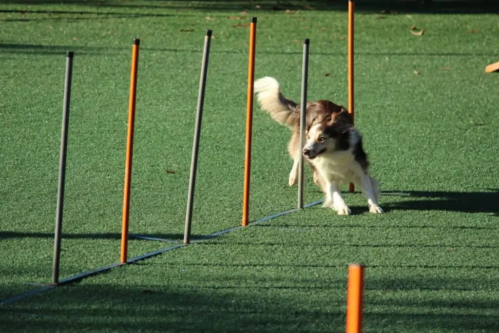 Hond krijgt training in de tuin
