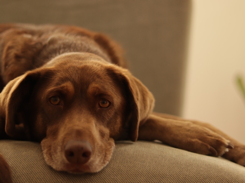 Een bruine Labrador die triest neerligt