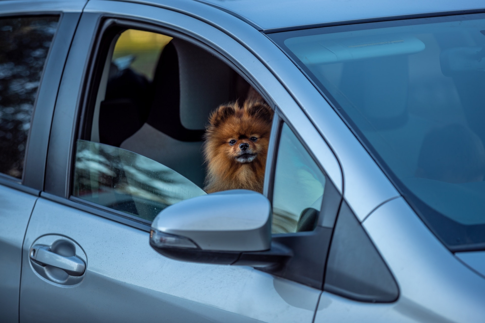 Hond die in de auto zit en uit het raam kijkt|Hond in de auto die uit het raam kijkt