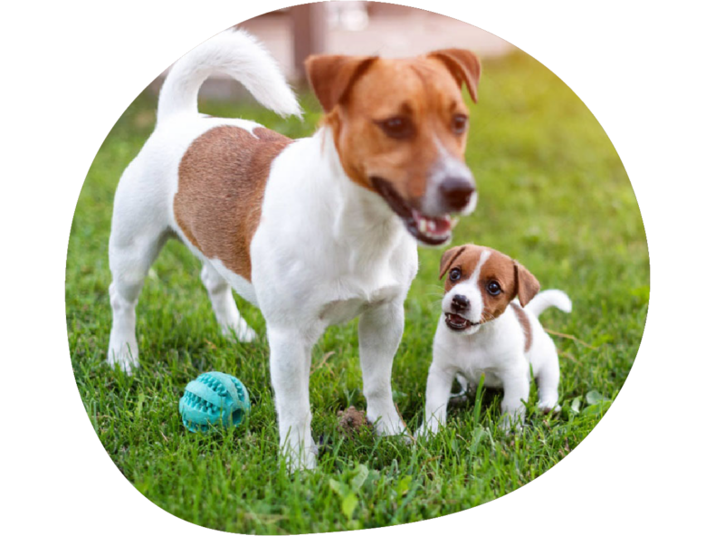 WOOOF Puppy 18KG Geperste Brokken Puppyvoer Hondenvoer Puppybrokken Voer 550176322