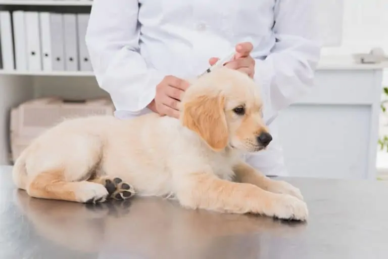 hond krijgt vaccinatie door dierenarts|golden retriever krijgt vaccinatie door dierenarts
