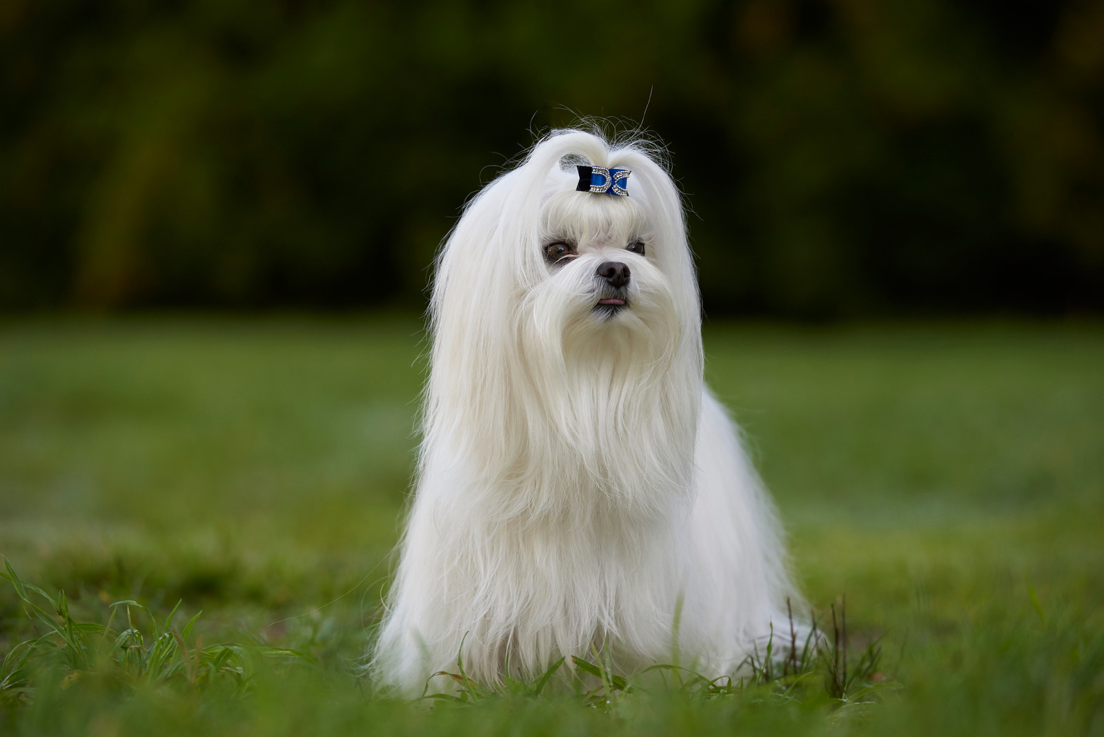 Witte maltezer hond zit op gras