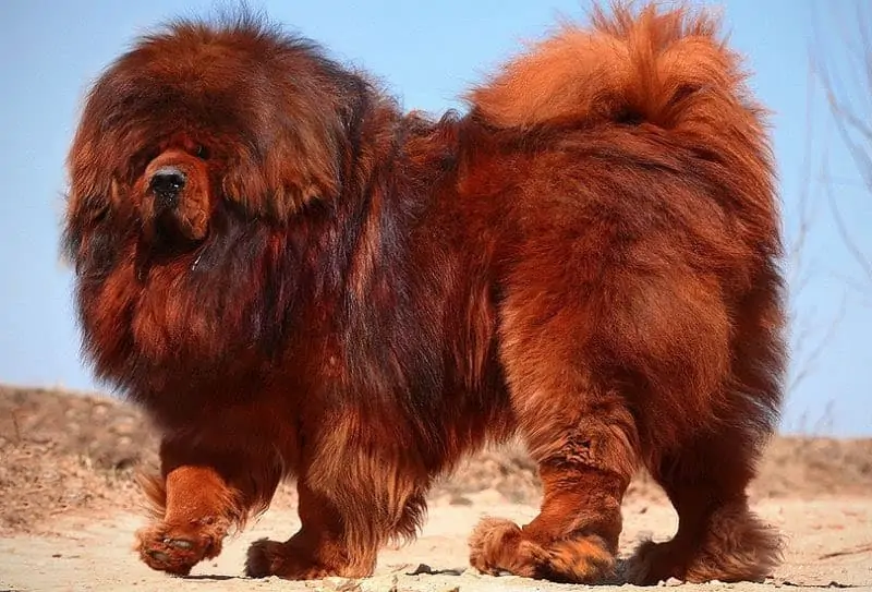 Tibetaanse Mastiff in het zand