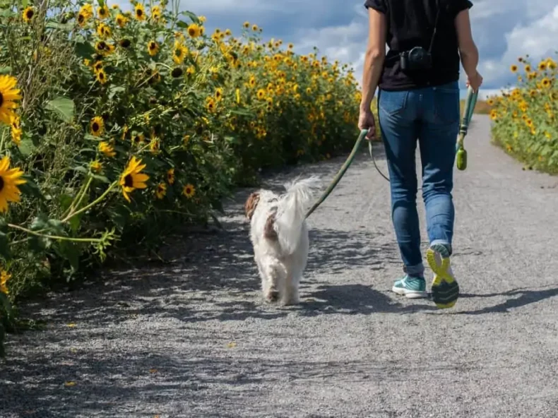 baasje wandelt met hond langs zonnebloemen