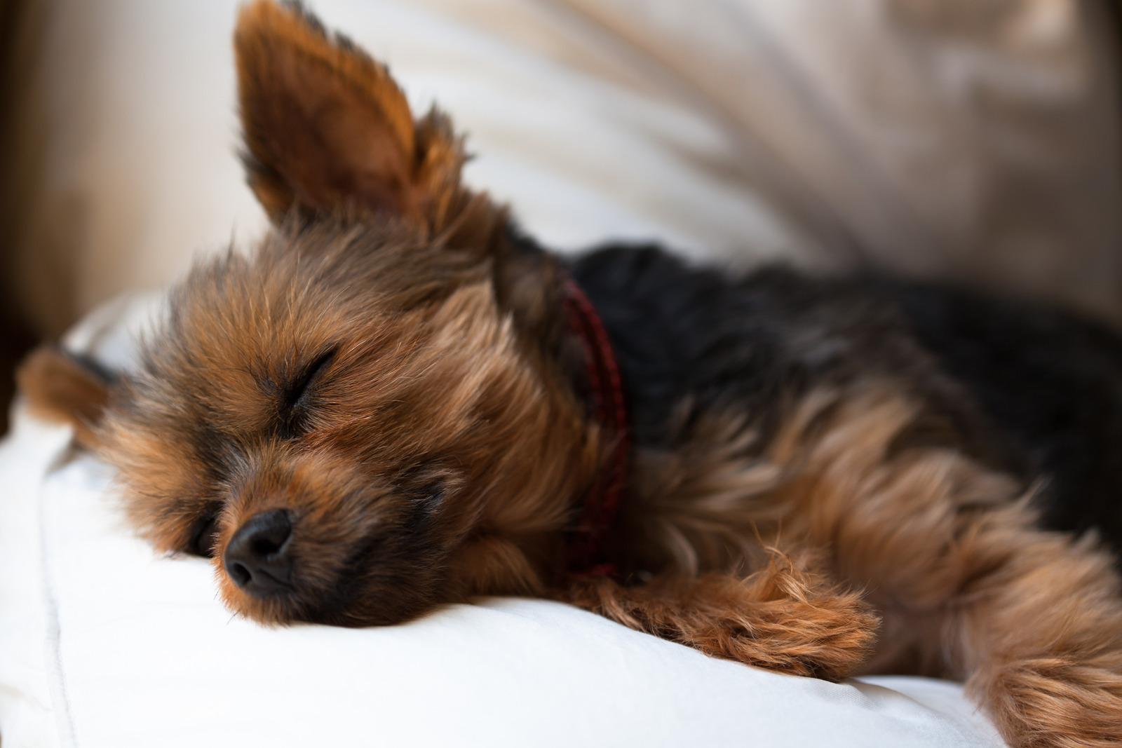 slapende kleine bruine yorkshireterrier hond is ziek en geeft vaak gal over